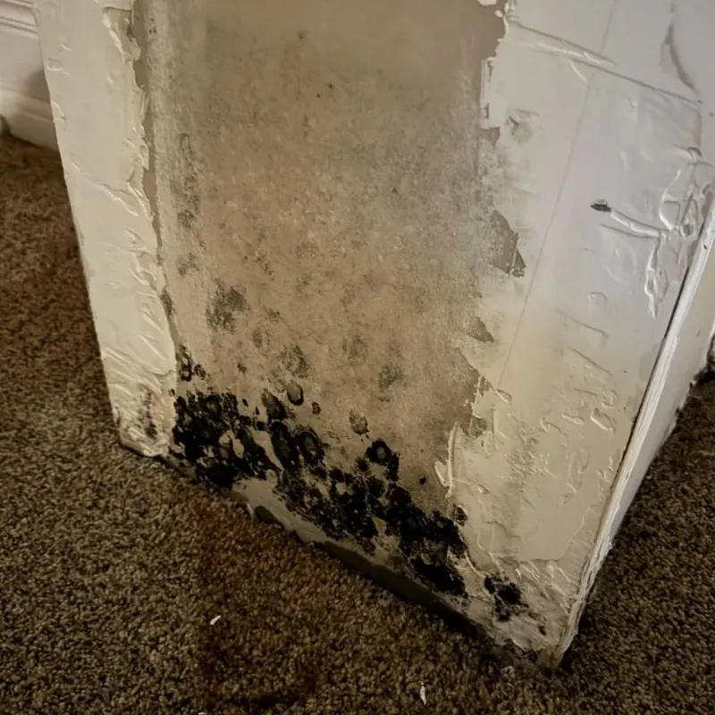 Professional Mold Removal in Butte County, CA